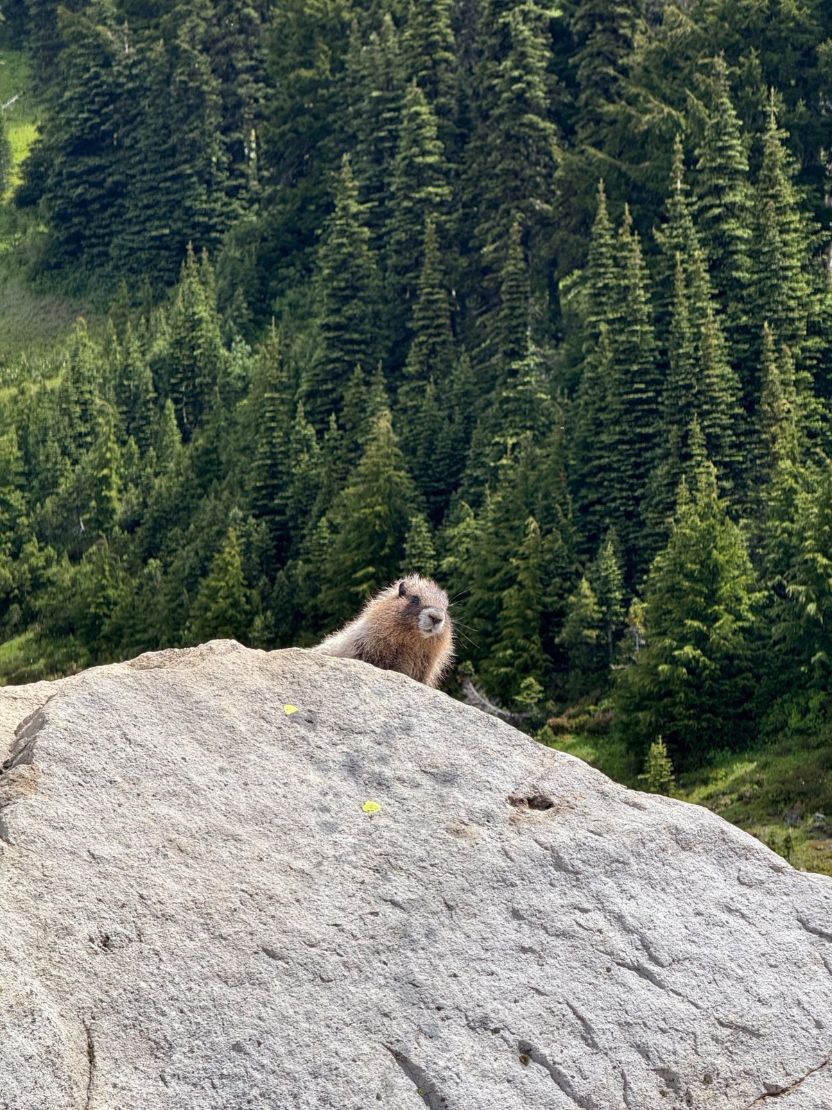 Marmot, above the treeline