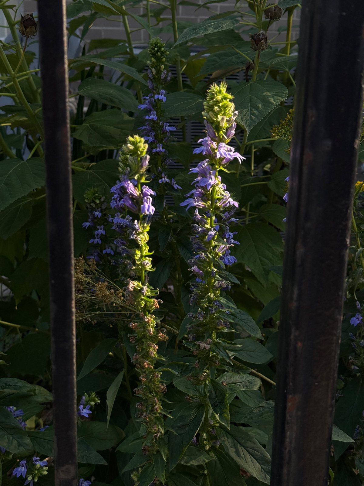 Lobelia, late light
